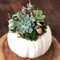 Succulent Pumpkin Workshop | Floral Arrangement